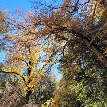 Fry Creek Campground - Campgrounds Near Me - Palomar Mountain, California