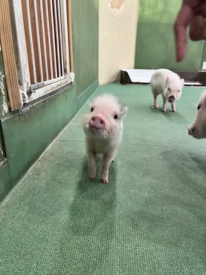 mipig cafe Harajuku by null