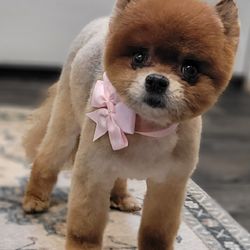 Suzy's Grooming