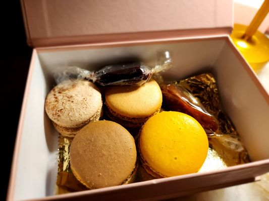 Wabi on Rose by null