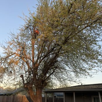 Asap Tree Care - Tree removal - Tree Services Near Me - Rancho Cordova , California Asap Tree Care - Tree removal - Tree Services Near Me - Rancho Cordova , California