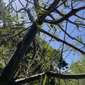 Moon Valley Nurseries - Willow tree infested with willow borers. - Nurseries & Gardening Near Me - Gilroy, California Moon Valley Nurseries - Willow tree infested with willow borers. - Nurseries & Gardening Near Me - Gilroy, California
