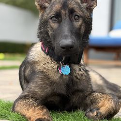Wonder Dog Academy - Meet Kaci