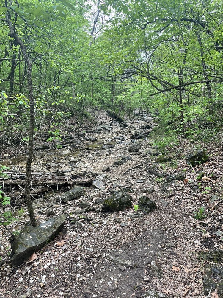 Henning State Conservation Area Logo