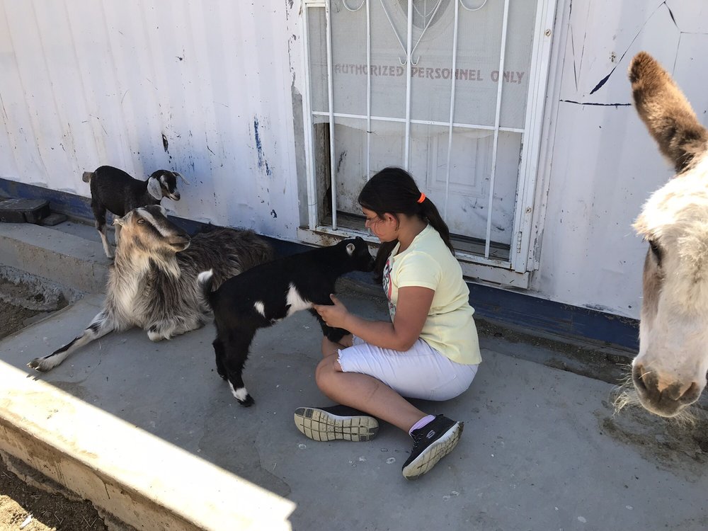 SANCTUARY AT SOLEDAD GOATS 24 Photos 6501 Backus Rd, Mojave, CA Yelp