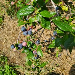 Stutzman Farms U-Pick Blueberries