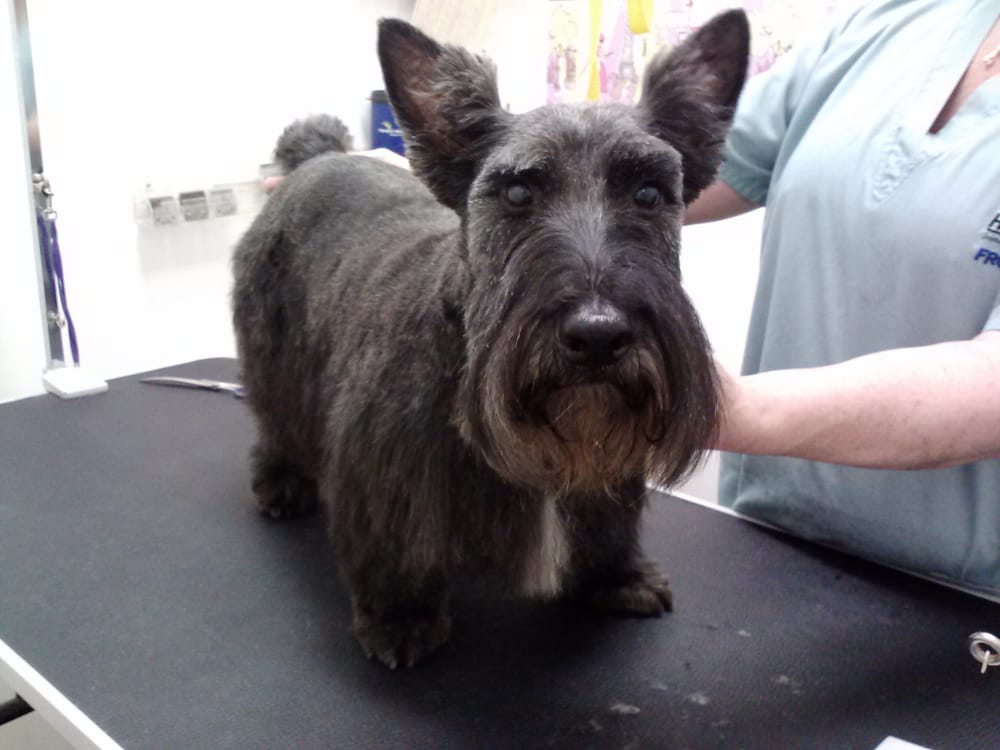 Ooh La La Pet Spa Image