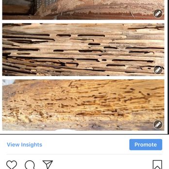 Apex Home Inspections - Termite/carpenter ant/ powder post beetle damage - Home Inspectors Near Me - West Babylon, New York Apex Home Inspections - Termite/carpenter ant/ powder post beetle damage - Home Inspectors Near Me - West Babylon, New York