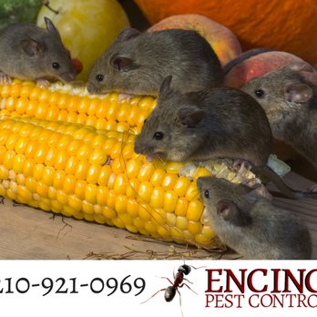 Encino Pest Control - Pest Control Near Me Encino Pest Control - Pest Control Near Me