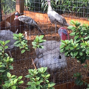 Lake Meadow Naturals - Real turkeys!! - Farmers Market Near Me - Ocoee, Florida