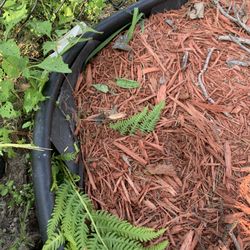 Buck Landscaping - Edging coming up