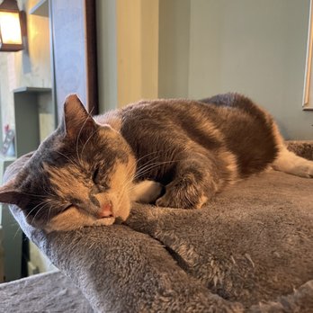 LE CAT CAFE - Updated January 2026 - 154 Photos & 60 Verified Reviews