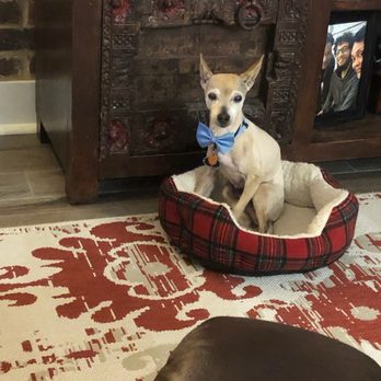 Magnolia Paws - Rocky after he was groomed at Magnolia Paws! - Pet Training Near Me - Slidell, Louisiana Magnolia Paws - Rocky after he was groomed at Magnolia Paws! - Pet Training Near Me - Slidell, Louisiana