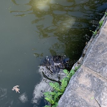 Bowne Park - Hello Mr. Turtle - Parks Near Me - Flushing, New York Bowne Park - Hello Mr. Turtle - Parks Near Me - Flushing, New York