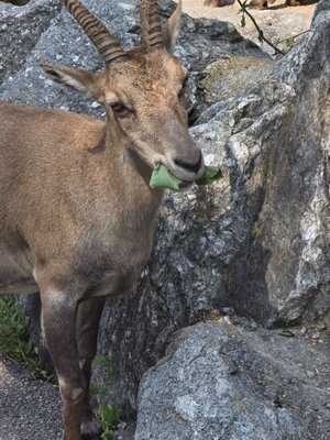 Alpenzoo Innsbruck - Tirol by null