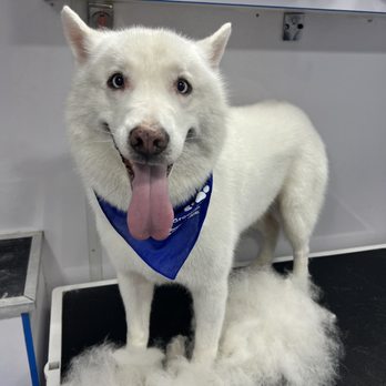 Curt's Mobile Grooming - Snow is Snowy again! - Pet Groomers Near Me Curt's Mobile Grooming - Snow is Snowy again! - Pet Groomers Near Me