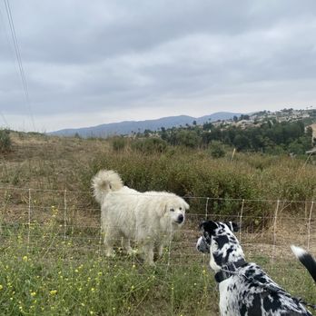 Deer Canyon Park Preserve - Great Pyrenees & Einstein meeting (electrical fence between them ) - Parks Near Me - Anaheim, California Deer Canyon Park Preserve - Great Pyrenees & Einstein meeting (electrical fence between them ) - Parks Near Me - Anaheim, California