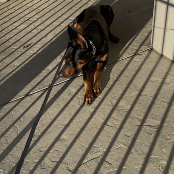 Rayo's K9 Academy - Pet Training Near Me Rayo's K9 Academy - Pet Training Near Me