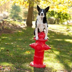 Sit Means Sit Dog Training Tampa