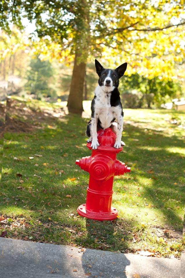 Sit Means Sit Dog Training Tampa - pet boarding facility in Brandon, FL