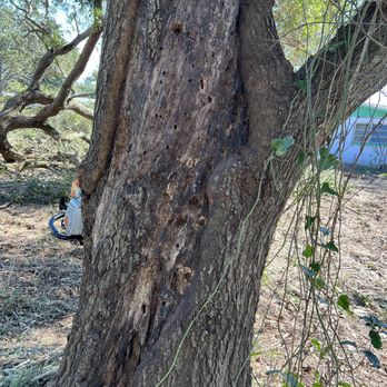 Arborist Pros Tree Service - More pictures of rotted oak - Tree Services Near Me Arborist Pros Tree Service - More pictures of rotted oak - Tree Services Near Me