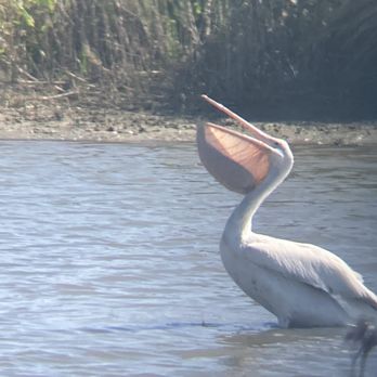 Ballona Wetlands - White pelican at lunch - Hiking Near Me - Playa Del Rey, California Ballona Wetlands - White pelican at lunch - Hiking Near Me - Playa Del Rey, California