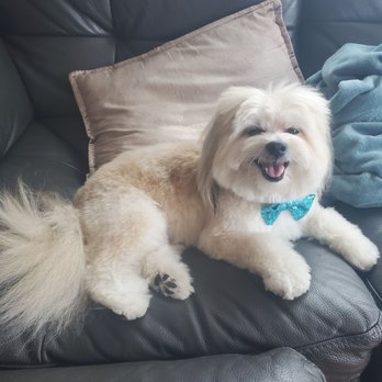 Sydnee's Pet Grooming - Pet Groomers Near Me - Chicago, Illinois Sydnee's Pet Grooming - Pet Groomers Near Me - Chicago, Illinois