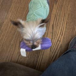 NC State Veterinary Hospital - I'm so much better Thank you everyone that helped me Isabell