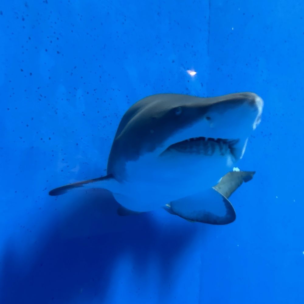Texas State Aquarium - Aquariums Near Me - Corpus Christi, Texas Texas State Aquarium - Aquariums Near Me - Corpus Christi, Texas