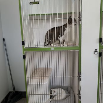 PetSuites Waterford Lakes - Dropping the kitties - Pet Boarding Near Me - Orlando, Florida PetSuites Waterford Lakes - Dropping the kitties - Pet Boarding Near Me - Orlando, Florida