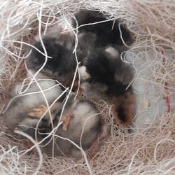 Stromberg's Chicks & Gamebirds