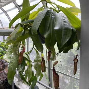 Krohn Conservatory - One BIG pitcher plant! - Botanical Gardens Near Me - Cincinnati, Ohio Krohn Conservatory - One BIG pitcher plant! - Botanical Gardens Near Me - Cincinnati, Ohio