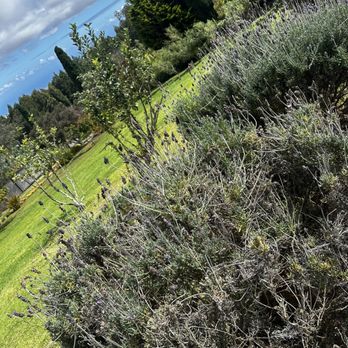 Ali'i Kula Lavender - Tours Near Me - Kula, Hawaii Ali'i Kula Lavender - Tours Near Me - Kula, Hawaii