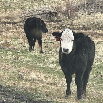 Kah-Nee-Ta - I think this cow was trying to warn us to turn around. - Resorts Near Me - Warm Springs, Oregon