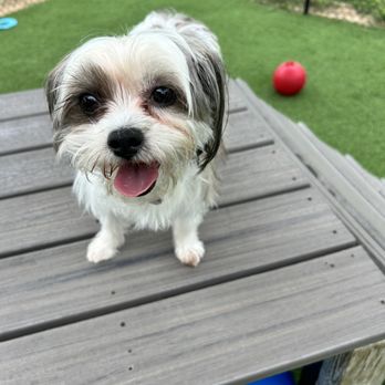 The Puppy Barn - Pet Boarding Near Me - Poynor, Texas The Puppy Barn - Pet Boarding Near Me - Poynor, Texas