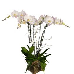 Flowers By Gil & Curt - Triple white phaleanopsis orchids with ferns.