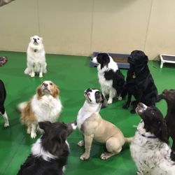 Hanrob Pet Hotels