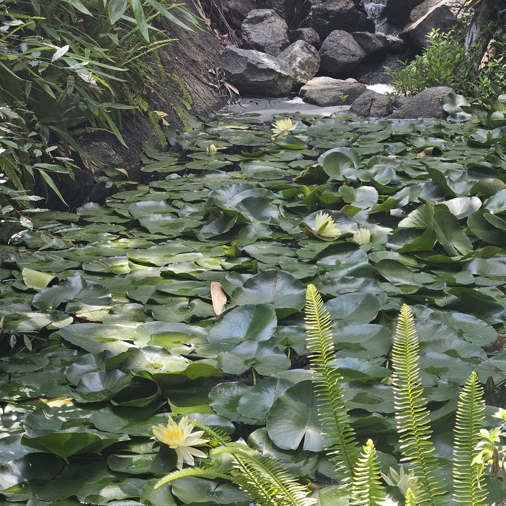 San Diego Botanic Garden - Botanical Gardens Near Me - Encinitas, California