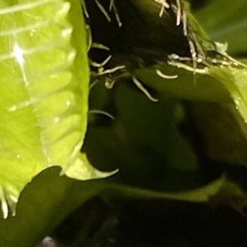Rainbow Gardens - I am obsessed with these plants!!! I literally just watch them all day and there are no more mosquitos or bugs in my house!!! - Nurseries & Gardening Near Me - San Antonio, Texas