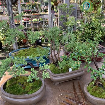 West Valley Nursery - Bonsai - Nurseries & Gardening Near Me - Tarzana, California West Valley Nursery - Bonsai - Nurseries & Gardening Near Me - Tarzana, California