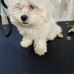 Before grooming