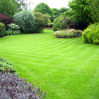 Zip Weed - a green lawn with rows of bushes - Lawn Services Near Me - North Vancouver, British Columbia Zip Weed - a green lawn with rows of bushes - Lawn Services Near Me - North Vancouver, British Columbia