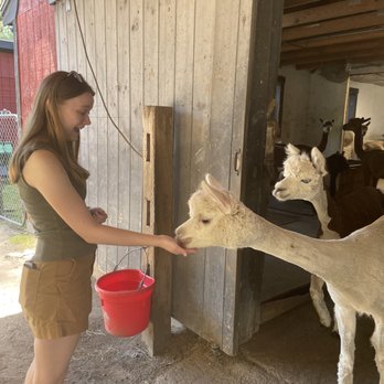 Harvard Alpaca Ranch - treats - Attraction Farms Near Me - Harvard, Massachusetts