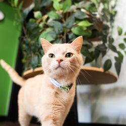Aristocat Cafe