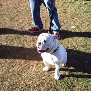 High Hill Ranch - Best looking English Bulldog I've ever seen - Donuts Near Me - Placerville, California