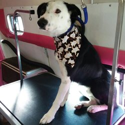 Pretty Pets Grooming - Large dogs: shedding bath, nails trimmed and filed, ears cleaned.