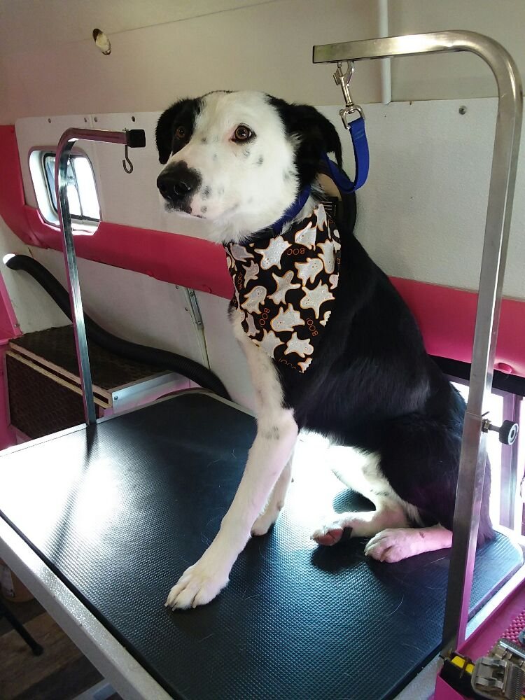 PRETTY PETS GROOMING Updated August 2024 10169 N15th E, Idaho Falls