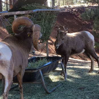 Bearizona - Zoos Near Me - Williams, Arizona Bearizona - Zoos Near Me - Williams, Arizona