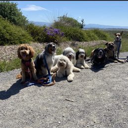 Doggie friends Doggie friends