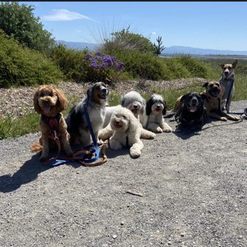 Doza’s Dogs - Doggie friends - Pet Sitting Near Me Doza’s Dogs - Doggie friends - Pet Sitting Near Me